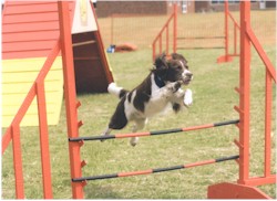 Athletic English Springer takes off over a jump 