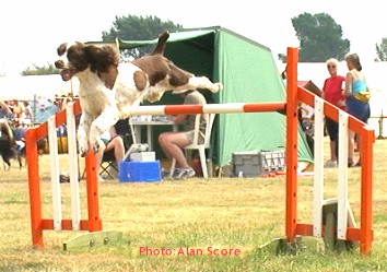 English Springer Spaniel clearing a jump