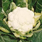 Cauliflower 'All the Year Round'