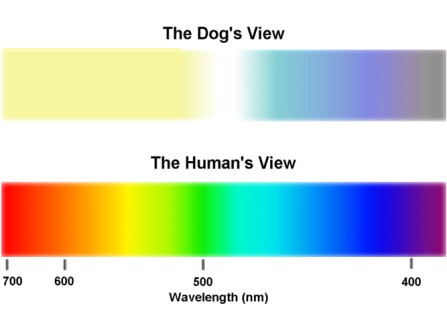 Cat Color Spectrum