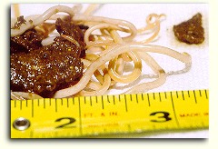 Roundworms... passed from a puppy shortly after a dose of worm medication.