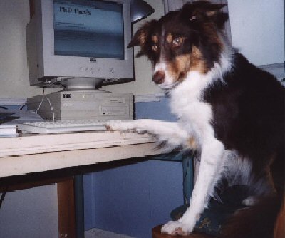 Dog On Internet