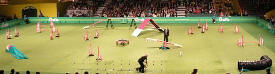 A full set of top quality, hard wearing agility equipment for club or show use from the people who supply Olympia, Crufts and the FCI Agility World Championships.

Includes:-</P>

* 1 A-frame<BR>
* 1 Long Jump<BR>
* 1 Tyre Jump (KC)<BR>
* 1 See Saw<BR>
* 1 Dog Walk <BR>
* 8 x Marker Poles<BR>
* 1 Weave Frame (12 pole)<BR>
* 1.5 Metre Tube<BR>
* 1 Flat Tunnel<BR>
* 1 Table<BR>
* 3 x Hoops<BR>
* 10 x Pairs Hurdles - Complete with 2 x poles and 2 x pairs cups</p>

The equipment can be painted to any colour scheme required, to match club colours or sponsors.  

Branding and logo reproduction however complex can be undertaken.  

All equipment is manufactured to comply with Kennel Club or FCI regulations (FCI approved).

All Premier equipment is made to order. Please allow at least 4-5 weeks for delivery in the UK. 

Call for prices outside mainland UK. 