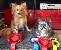 Widget with her rosettes