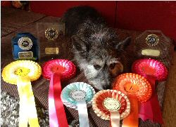 Widget with her rosettes and the knowledge she is now Grade 5