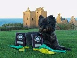 Rhum looking very regal with his rosettes and trophies