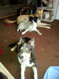  Casper, Callie and Scooby, my sister's dog. Is it right that these three should jump the same height?