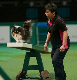 Sizzle at Crufts
