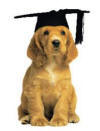 Puppy Training Course At Your Home One On One