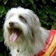 Bearded Collie. In a nutshell: A shaggy happy-go-lucky dog of high intelligence.