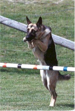 Shepherd clears the jump by a mile!