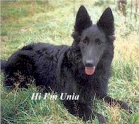 Hi, I'm Unia, Belgian Shepherd Groenendael