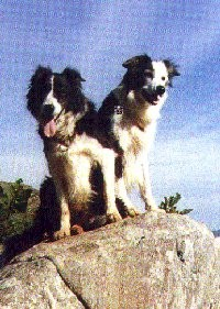 Collies 'On Top' in Swaziland