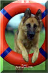 German Shepherd clears the tyre