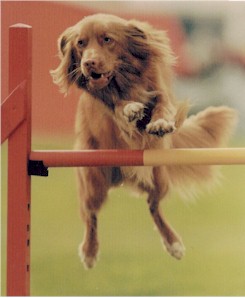 Toller's fox-like appearance shows nicely as it takes a jump