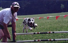 Dalmatian flying over hurdle