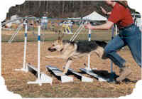 German Shepherd skims over the long jump with handler by his side