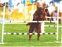 Setters can have a huge stride and land far past jumps