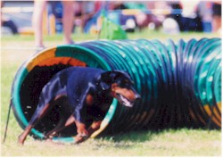 Dobermann emerginf from tunnel at speed