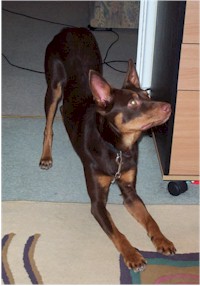 Kelpies are legendary for their intelligence, courage and independence