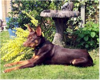 Kelpie with beautiful red coat