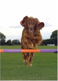 Irish setters are excellent jumpers