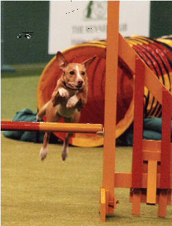 Daisy at Crufts