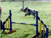 Alfie the Flying Min