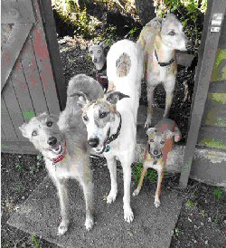 Gina's Lurchers