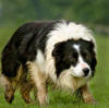 Derek Scrimgeour's International Sheepdog Trials dog Ben (220939)