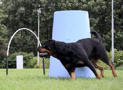 A Rottweiler owned by HOOPERHOLIC member Sharon Erenstein