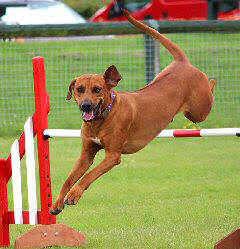 Chi jumping well