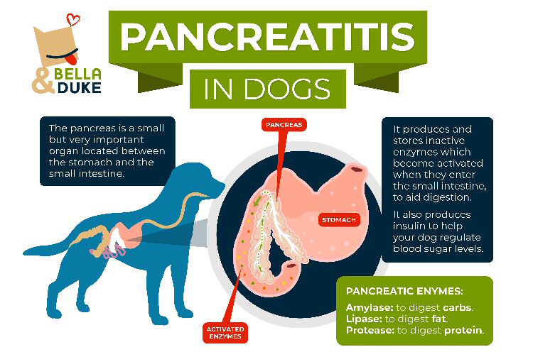 Answers Pet Food Pancreatitis : Justfoodfordogs Vet Support Diets