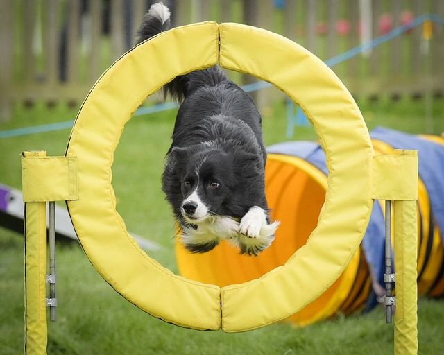 First Agility win