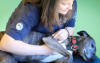 Eva the lurcher has shoulder instability and receives regular massage to manage her condition