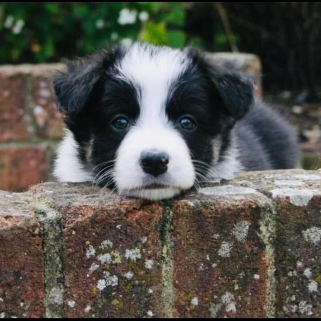 Pilot as a puppy